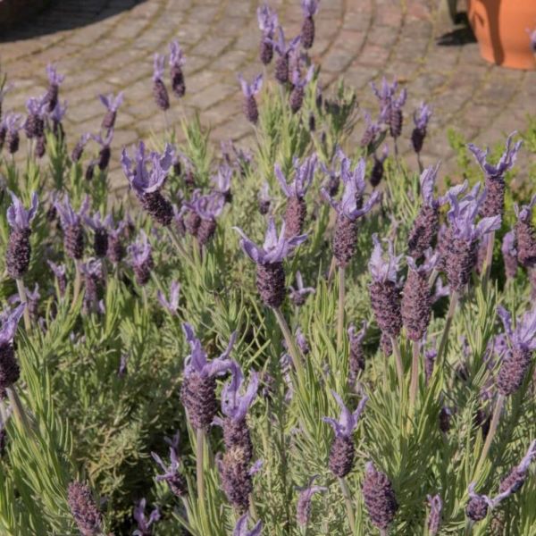 French Lavender 'Victory' 2 Litre